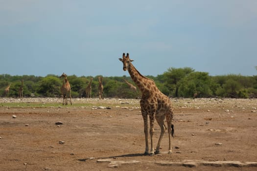 Giraffe from Etosha National Park, Namibia