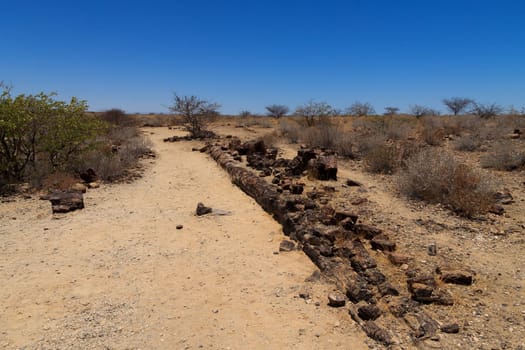 Petrified tree from Khorixas, Namibia
