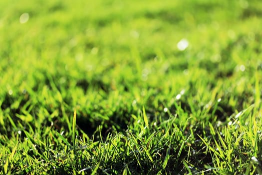 juicy green grass in the spring