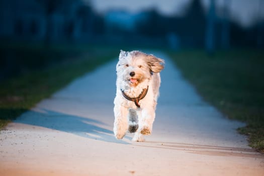 deep frontal view of a mixed-breed dog running towards the camera on a concrete path
