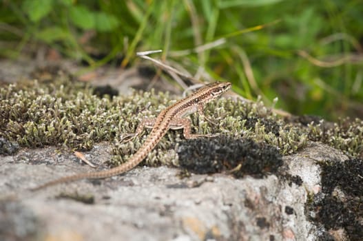 Full-body view of a wall lizard (Podarcis muralis) resting on moss Location