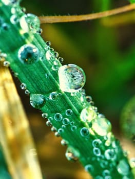 Frozen dew drops on a blade of grass. Close up of frozen water. Macro shot from nature