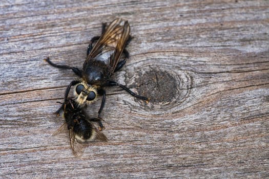 Yellow murder fly or yellow robber fly with a bumblebee as prey. The insect is sucked out by the hunter. Yellow black hairs cover the hunter. Macro shot from nature