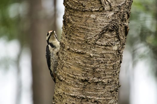 Great spotted woodpecker foraging in the forest on a tree with blurred background. Animal shot from nature