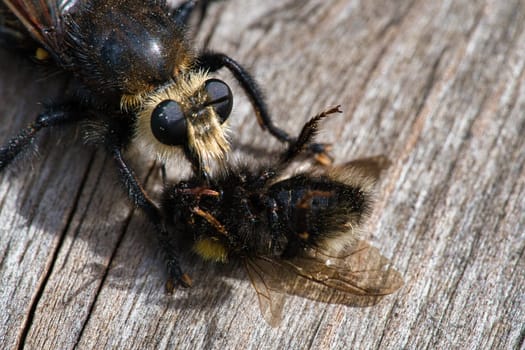 Yellow murder fly or yellow robber fly with a bumblebee as prey. The insect is sucked out by the hunter. Yellow black hairs cover the hunter. Macro shot from nature