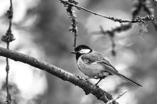 Great tit in black white sitting in tree on a branch. Wild animal foraging for food. Animal shot of a bird from nature