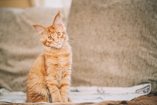 Funny Curious Young Red Ginger Maine Coon Kitten Cat Sitting At Home Sofa. Coon Cat, Maine Cat, Maine Shag.