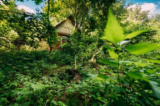 Belarus. Abandoned House Overgrown With Trees And Vegetation In Chernobyl Resettlement Zone. Chornobyl Catastrophe Disasters. Dilapidated House In Belarusian Village. Whole Villages Must Be Disposed.