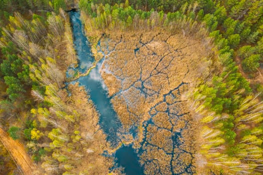 Spring Season. Aerial View. Young Birches Grow Among Small Marsh Bog Swamp River. Deciduous Trees With Young Foliage Leaves In Landscape In Early Spring.