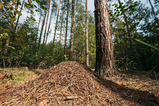 Red Forest Ants (Formica Rufa) In Anthill Under Pine Tree. Red Ant Colony.