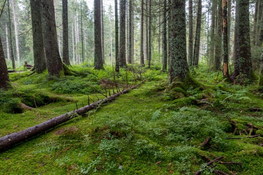 Lichen covered needle tree trunks on green forest floor with moss and ferns