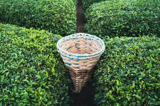 top view closeup of traditional harvesting wicker conical basket on rows of Turkish black tea plantations in Cayeli area Rize province
