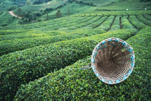 front view closeup of traditional harvesting wicker conical basket on rows of Turkish black tea plantations in Cayeli area Rize province