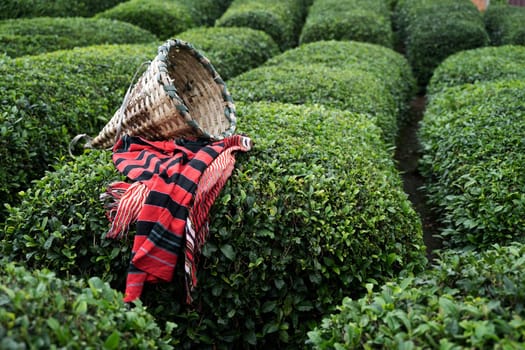 side view closeup of wicker basket on traditional harvesting red fabric clothes on rows of Turkish black tea plantations in Cayeli area Rize province with terraced hills in the background
