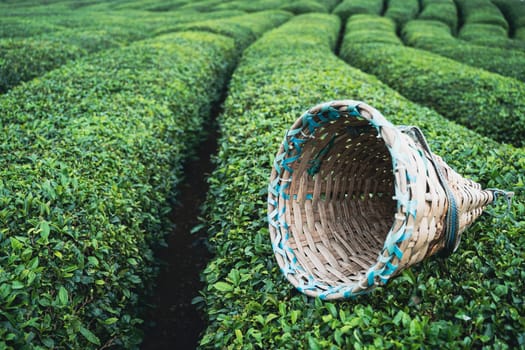 side view closeup of traditional harvesting wicker conical basket on rows of Turkish black tea plantations in Cayeli area Rize province