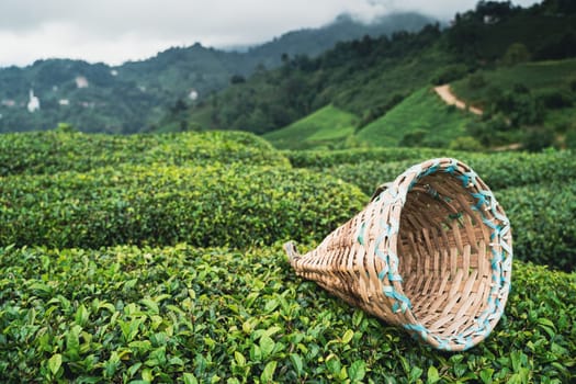 side view closeup of traditional harvesting wicker conical basket on rows of Turkish black tea plantations in Cayeli area Rize province with terraced hills in the background