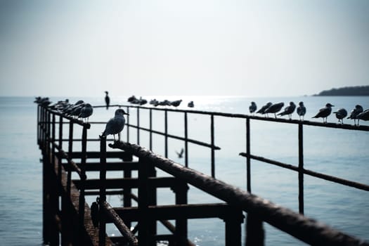 perspective view closeup of rows of seagulls standing on the steel structure of an abandoned pier by the seaside