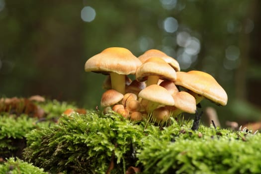 Mushrooms growing on a tree trunk in the forest
