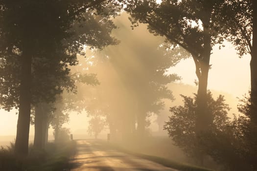 The rays of the rising sun fall into the autumn forest