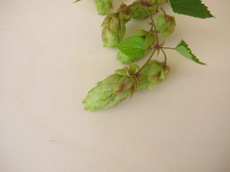 Hop flowers on a wooden board