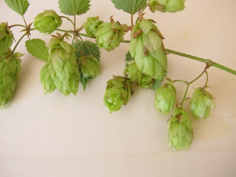 Hop flowers on a wooden board