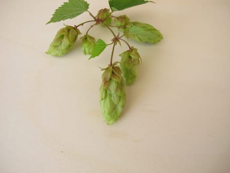 Hop flowers on a wooden board