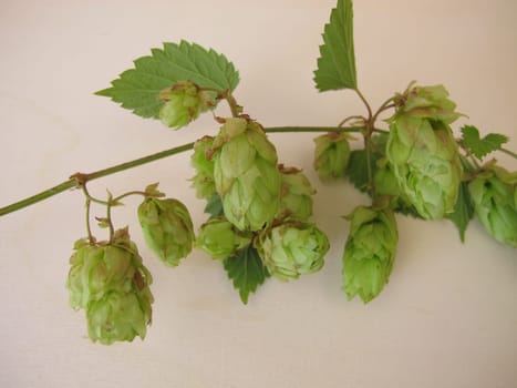 Hop flowers on a wooden board