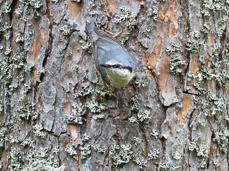 Nuthatch, on a tree trunk looking for food. Small gray and white bird. Animal photo from nature