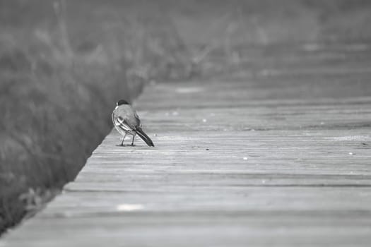 Wagtail in black and white shot, on a footbridge at the water. Songbird on the shore of a lake. Animal photo of bird