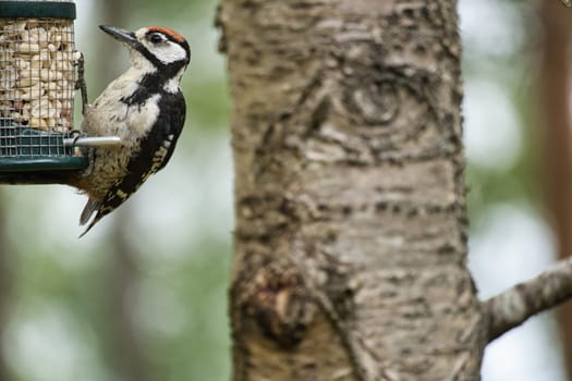 Great spotted woodpecker foraging in the forest on a tree with blurred background. Animal shot from nature