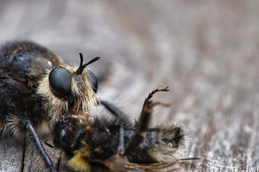 Yellow murder fly or yellow robber fly with a bumblebee as prey. The insect is sucked out by the hunter. Yellow black hairs cover the hunter. Macro shot from nature