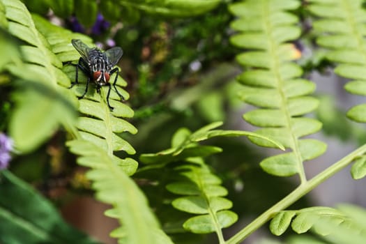 Flesh fly on a green leaf with light and shadow. Hairy legs in black and gray. Insect feeding. Macro shot of a fly