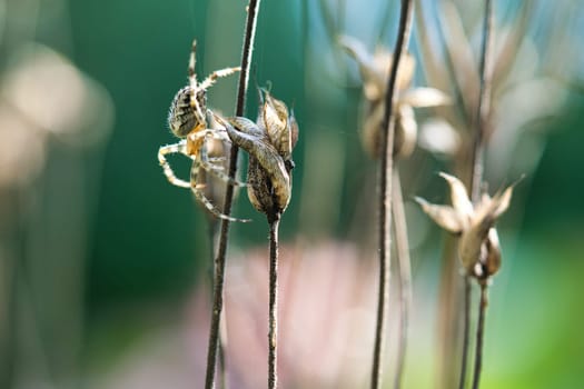 Cross spider crawling on a spider thread to a plant. Blurred background. A useful hunter among insects. Arachnid. Animal photo from the wild.