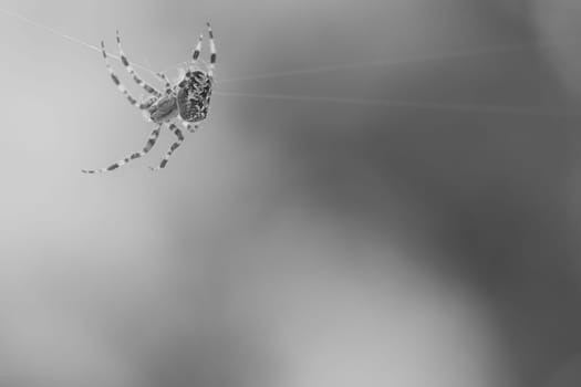 Cross spider shot in black and white, crawling on a spider thread. Halloween fright. Blurred background. A useful hunter among insects. Arachnid. Animal photo from the wild.