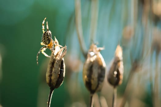Cross spider crawling on a spider thread to a plant. Blurred background. A useful hunter among insects. Arachnid. Animal photo from the wild.
