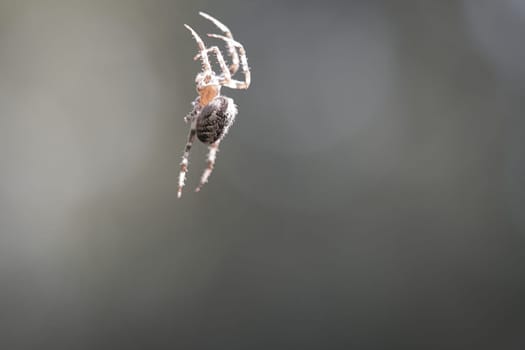 Cross spider crawling on a spider thread. Blurred background. A useful hunter among insects. Arachnid. Animal photo from the wild.