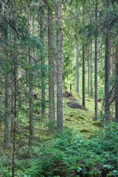 Sunlight falling through a forest of pine trees. Trees and moss on the forest floor. Romantic, mythical nature mood. Nature shot from the forest