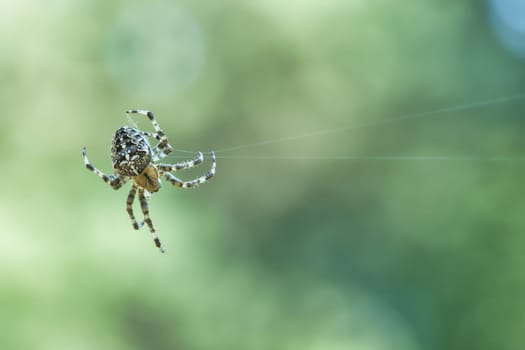 Cross spider crawling on a spider thread. Halloween fright. Blurred background. A useful hunter among insects. Arachnid. Animal photo from the wild.