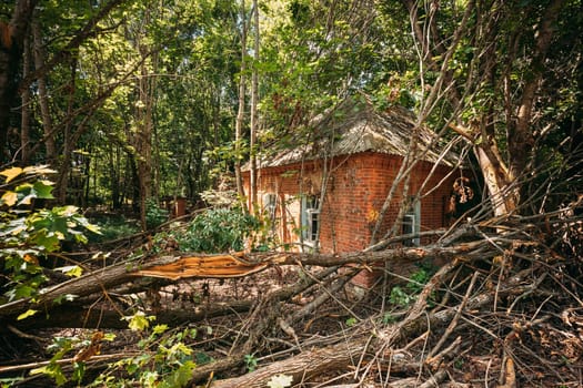 Belarus. Abandoned House Overgrown With Trees And Vegetation In Chernobyl Resettlement Zone. Chornobyl Catastrophe Disasters. Dilapidated House In Belarusian Village. Whole Villages Must Be Disposed.