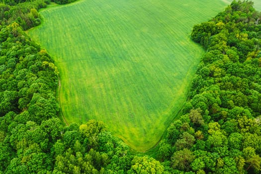 Aerial View Spring Summer Green Field And Forest Landscape. Top View Of Field And Forest. Bird's Eye View.