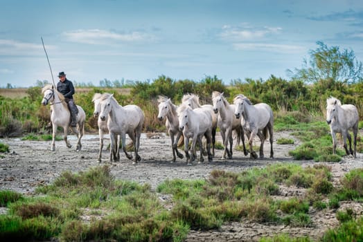 Camargue, France, April 27 2019 : White horses and two guardians are walking in the water all over in the swamp in Camargue, France..