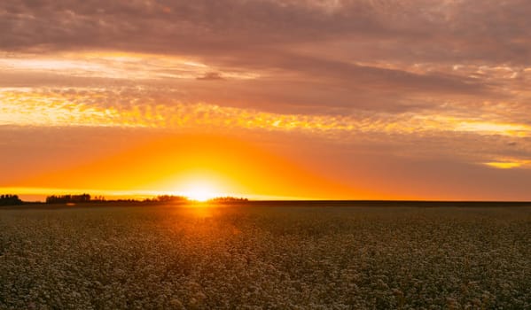 Summer Sun Shining  Above Field With Fagopyrum flowering plants. Sunset Sunrise Sun. Green manure From Family Polygonaceae.