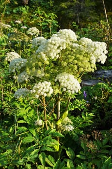 Angelica sylvestris in the Tyrolean Alps