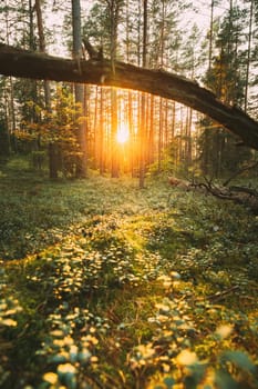 Sunset in autumn forest. Fallen Old Pine Tree In Coniferous Forest After Strong Hurricane Wind. European Green Coniferous Forest.