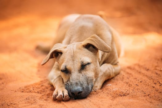 Homeless Red Mixed Breed Dog Resting Sleeping Outdoor On Orange Sand.