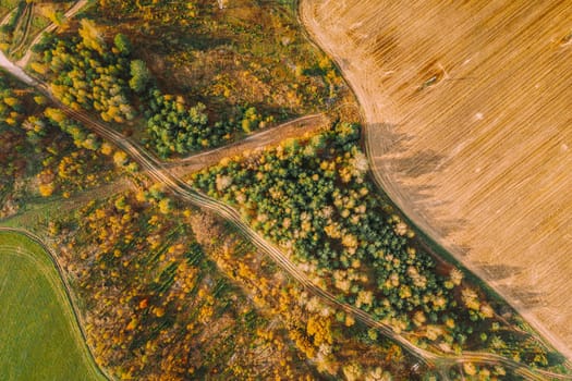 Aerial View Plantation With Young Green Forest Area Near Rural Field Landscape. Top View Of New Young Growing Forest. European Nature From High Attitude In Autumn Season.