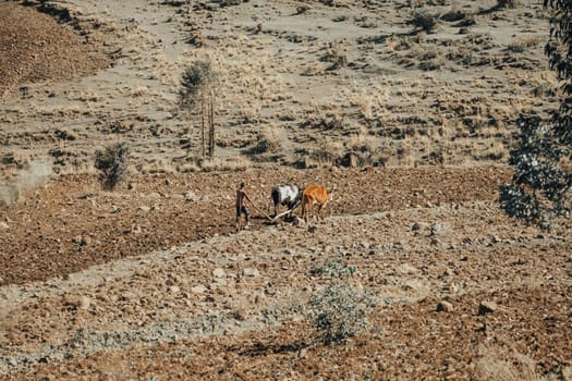 Ethiopian farmer cultivates a field with a traditional primitive wooden plow pulled by cows on April 19. 2019 in Oromia Region, Ethiopia