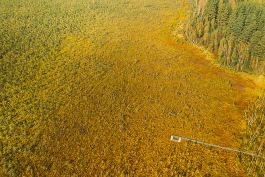 Belarus, Berezinsky Biosphere Reserve. Aerial Bird's-eye View Of Wooden path way pathway from marsh swamp to forest In Autumn Sunny Day. Panorama, Panoramic View.