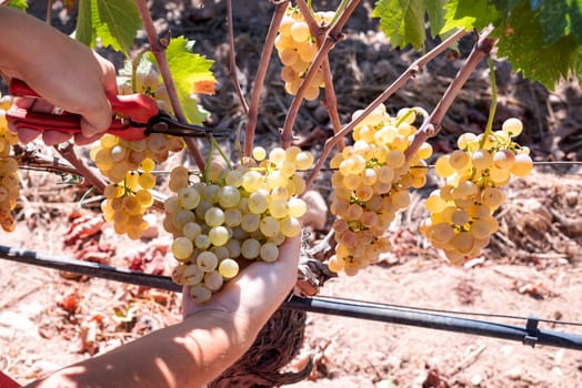 Vermentino grapes. Farmer manually harvesting the bunches of grapes with scissors. Traditional agriculture. Sardinia.