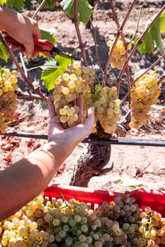 Vermentino grapes. Farmer manually harvesting the bunches of grapes with scissors. Traditional agriculture. Sardinia.